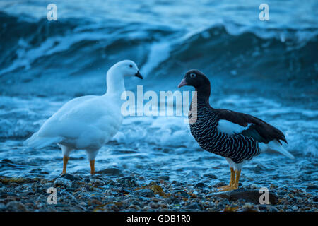 L'Amérique du sud Terre de Feu,Argentine,les hommes et le varech Goose,Chloephaga Hybrida Malvinarum Banque D'Images