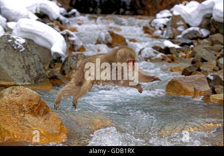 Macaque japonais, Macaca fuscata, singe sautant au-dessus du ruisseau, l'île d'Hokkaido au Japon Banque D'Images