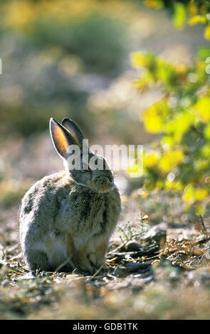 Désert ou Lapin de Nuttall de la Audubon, Sylvilagus audubonii Banque D'Images