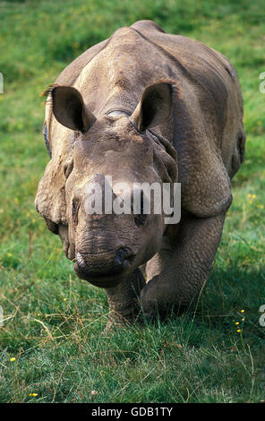 Rhinocéros indien Rhinoceros unicornis, femme Banque D'Images