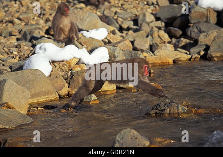 Macaque japonais, Macaca fuscata, sautant par-dessus adultes Stream, l'île d'Hokkaido au Japon Banque D'Images