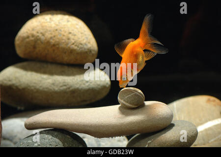 Poisson rouge dans un aquarium de plus de bien-organisé zen stone et beau bokeh de bulles Banque D'Images