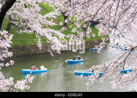 Fleur de cerisier,Chidorigafuchi,Chiyoda-Ku Tokyo,Japon, Banque D'Images