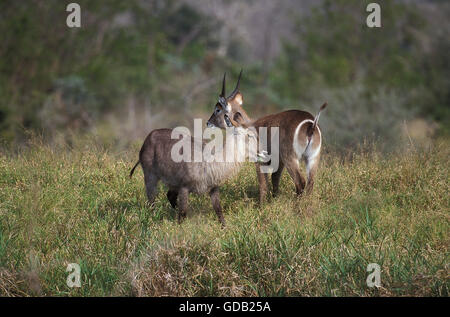 Kobus ellipsiprymnus COMMON WATERBUCK, paire dans l'herbe haute, AU KENYA Banque D'Images