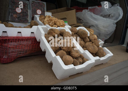 Les truffes du désert rare à la vente à la piste de course de chameaux, Al Shahiniya, au nord de Doha, au Qatar. Banque D'Images