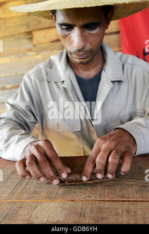 Cigares cubains roulés à la main par les producteur de tabac Viñales Cuba. Banque D'Images