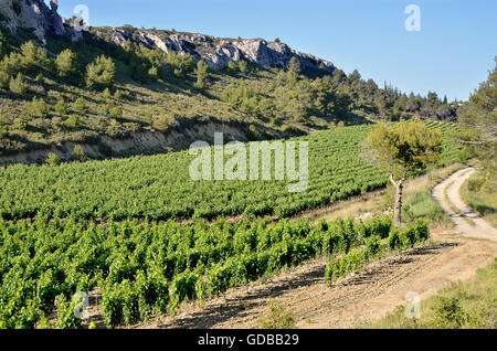 Vine dans la garrigue près de Narbonne dans le sud de la France dans la région Languedoc-Roussillon Banque D'Images