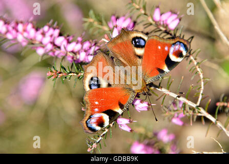 Papillon Paon européen (Inachis io) manger sur la bruyère fleur vu de dessus Banque D'Images