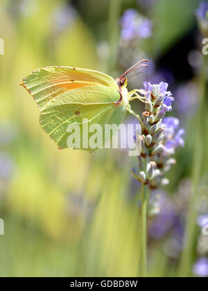 Mâle de macro (Gonepteryx cleopatra Cleopatra butterfly) se nourrissant de fleurs de lavande vue de profil Banque D'Images