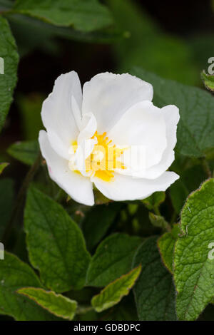 Fleur simple de l'hybride white rock rose, Cistus x corbariensis Banque D'Images