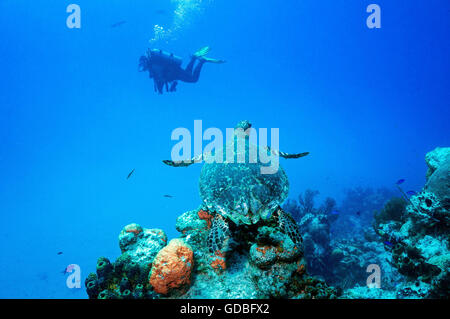 La tortue imbriquée Banque D'Images