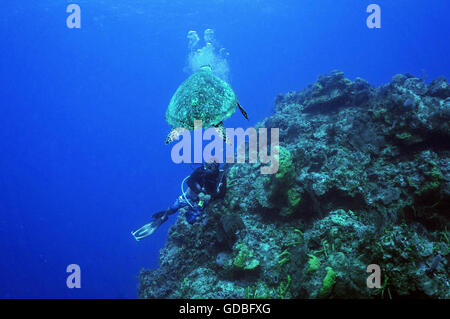 La tortue imbriquée et guide de plongée Banque D'Images