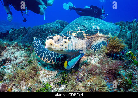 La tortue imbriquée Banque D'Images
