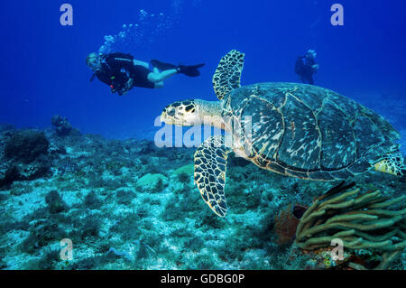 La tortue imbriquée Banque D'Images