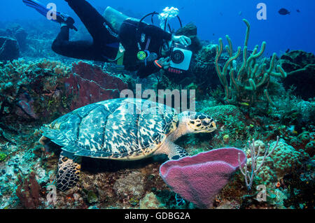 Tortue imbriquée obtenir sa photo prise en mangeant le déjeuner. Banque D'Images