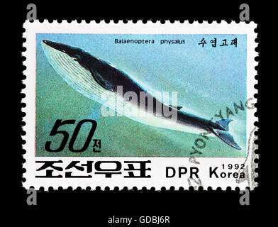 Timbre-poste à partir de la Corée du Nord représentant un rorqual commun (Balaenoptera physalus) Banque D'Images