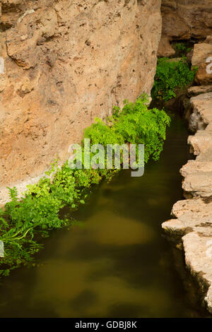 Canal d'irrigation historique à Montezuma Well, Montezuma Castle National Monument, Arizona Banque D'Images