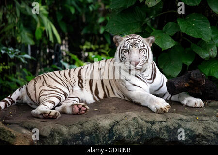 Tigre blanc, Zoo de Bangkok, Bangkok, Thaïlande. Banque D'Images