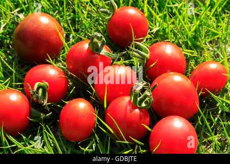 Les tomates fraîches à l'extérieur. Banque D'Images