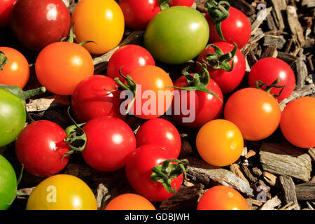 Tomates fraîches colorées à l'extérieur. Banque D'Images