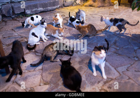 Stray Cats à Lesbos, Grèce Banque D'Images