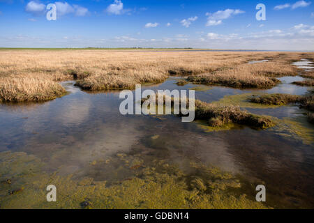 Nationalpark Wattenmeer,,, Nordsee, Insel, Mandoe Daenemark, Juetland Mandö, Weltkulturerbe / Banque D'Images