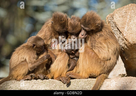 Le babouin gélada (Theropithecus gelada), en captivité, Banque D'Images