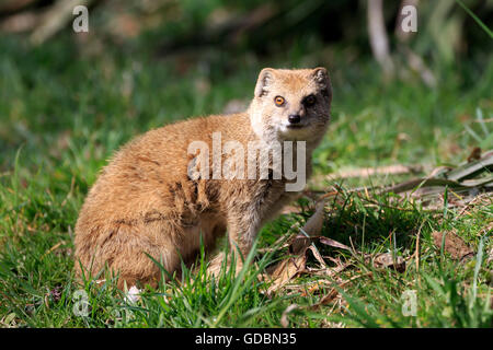 Meerkat rouge, jaune, mangooses (Cynictis penicillata), Banque D'Images