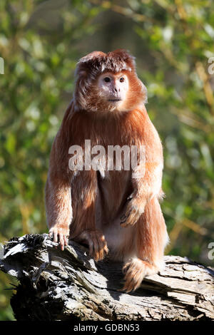 Langur de java, (Trachypithecus auratus), Banque D'Images