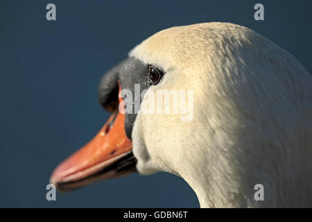 Mute Swan (Cygnus olor), de la faune, Banque D'Images