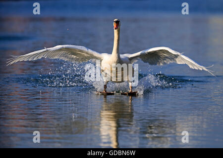 Mute Swan (Cygnus olor), de la faune, Banque D'Images