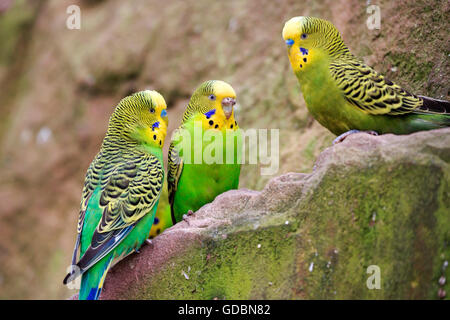 Perruche ondulée (Melopsittacus undulatus), Banque D'Images