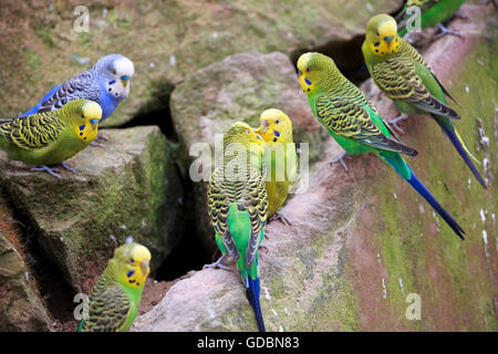 Perruche ondulée (Melopsittacus undulatus), Banque D'Images