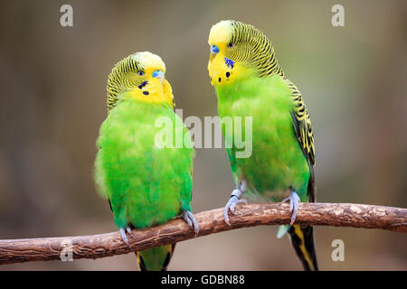 Perruche ondulée (Melopsittacus undulatus), Banque D'Images