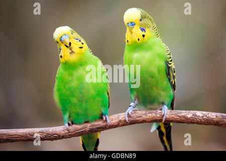 Perruche ondulée (Melopsittacus undulatus), Banque D'Images