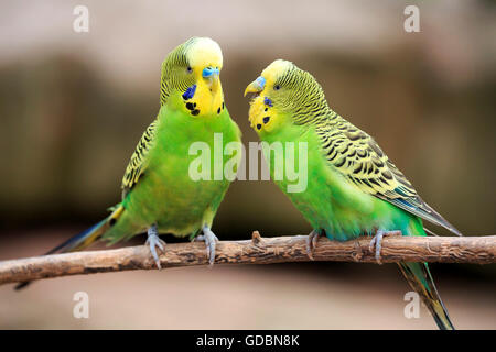 Perruche ondulée (Melopsittacus undulatus), Banque D'Images