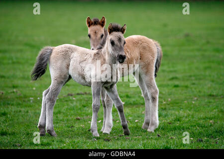 Wild horse Duelmen Duelmen, Nordrhein-Westfalen, Allemagne Banque D'Images