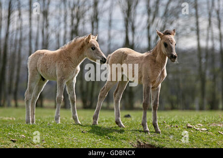 Wild horse Duelmen Duelmen, Nordrhein-Westfalen, Allemagne Banque D'Images