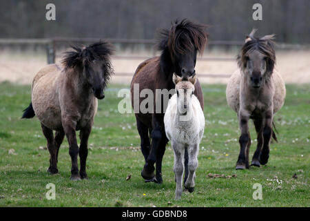 Wild horse Duelmen Duelmen, Nordrhein-Westfalen, Allemagne Banque D'Images