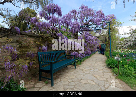 Bade-wurtemberg, Weinheim, Hermannshof, (Wisteria sinensis), Wisterie Wistarie Glyzinie,,, Allemagne Banque D'Images