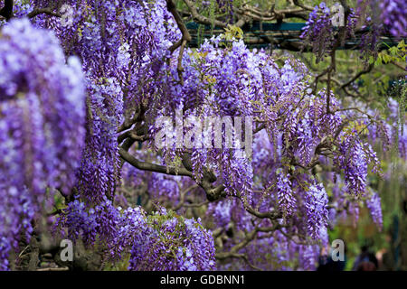 Bade-wurtemberg, Weinheim, Hermannshof, (Wisteria sinensis), Wisterie Wistarie Glyzinie,,, Allemagne Banque D'Images