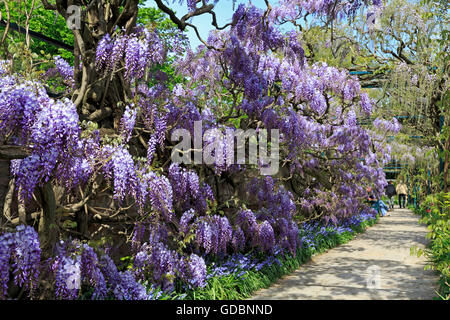 Deutschland, Bade-Wurtemberg, Weinheim, Hermannshof, Blauregen (Wisteria sinensis), Wisterie, Wistarie Glyzinie, Kein (biens) Banque D'Images