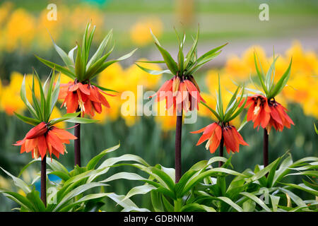 Couronne impériale, (Fritillaria imperialis), Pays-Bas Banque D'Images