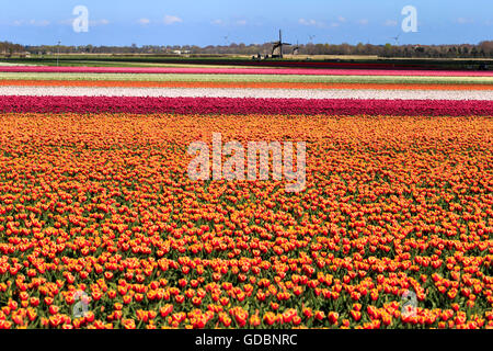 Champ de tulipes, Netherland, moulin, Alkmaar Banque D'Images