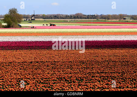 Champ de tulipes, Netherland, moulin, Alkmaar Banque D'Images