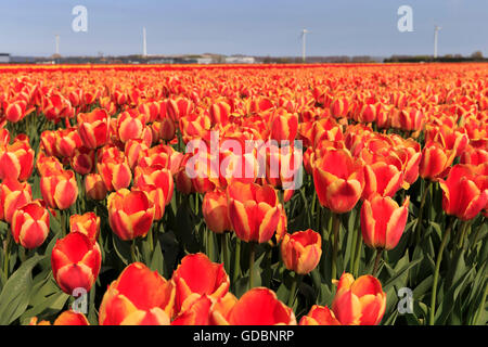 Champ de tulipes, Netherland, moulin, Alkmaar Banque D'Images