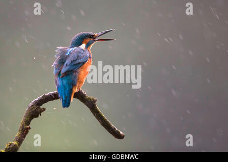River Kingfisher, homme, Rhénanie du Nord-Westphalie, Allemagne / (Alcedo atthis) Banque D'Images