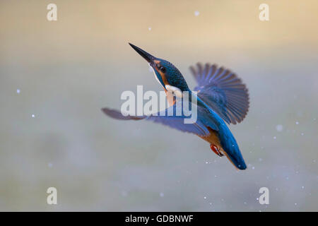 River Kingfisher, homme, Rhénanie du Nord-Westphalie, Allemagne / (Alcedo atthis) Banque D'Images
