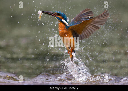 River Kingfisher, homme, Rhénanie du Nord-Westphalie, Allemagne / (Alcedo atthis) Banque D'Images