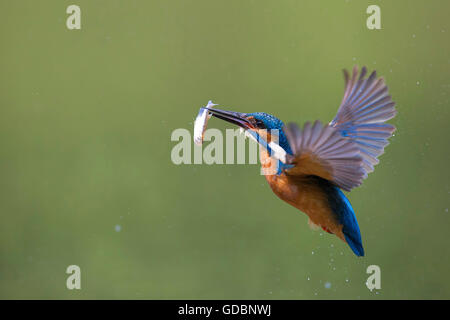 River Kingfisher, homme, Rhénanie du Nord-Westphalie, Allemagne / (Alcedo atthis) Banque D'Images